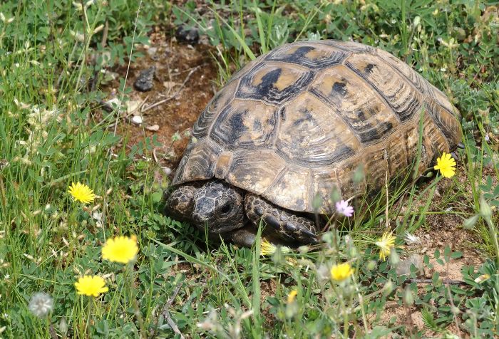 Testudo greca?