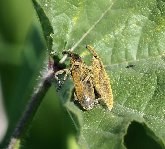 aiuto id. coleotteri di Macedonia