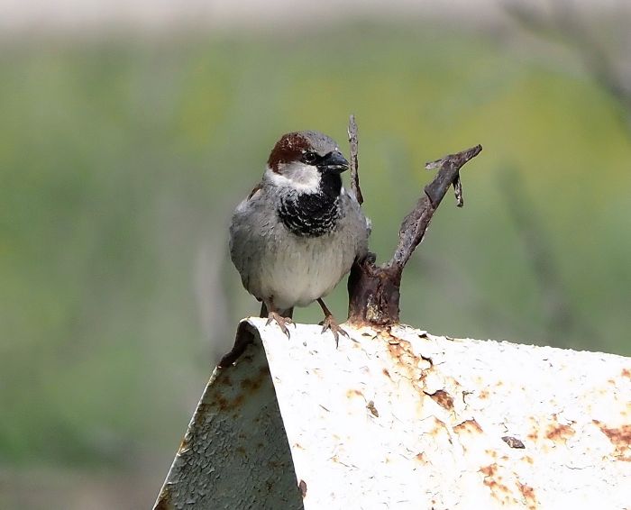 Passera oltremontana?