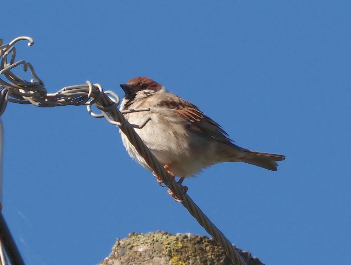 Passera mattugia?