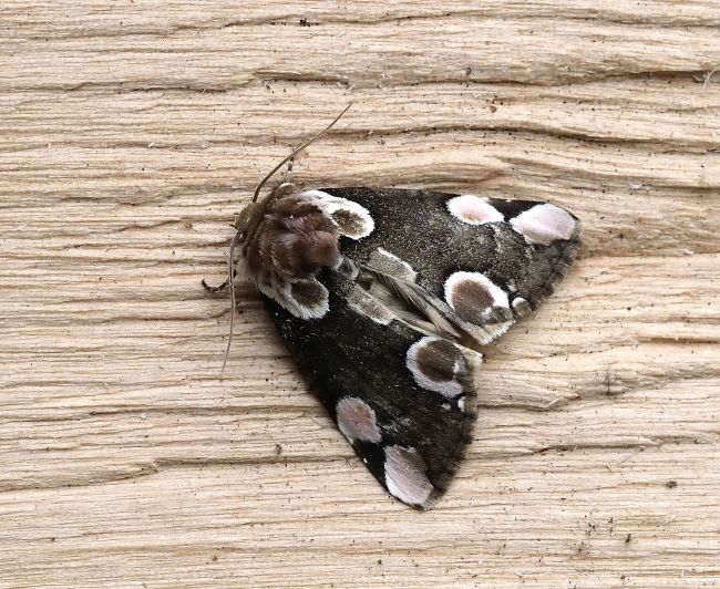 prima lampadata di questo anno - 29. - 30.04.