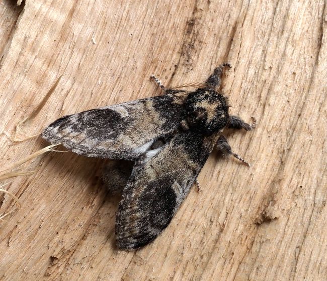 prima lampadata di questo anno - 29. - 30.04.