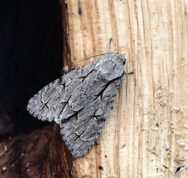 prima lampadata di questo anno - 29. - 30.04.