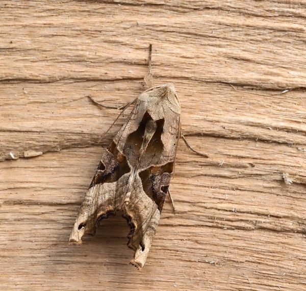 prima lampadata di questo anno - 29. - 30.04.