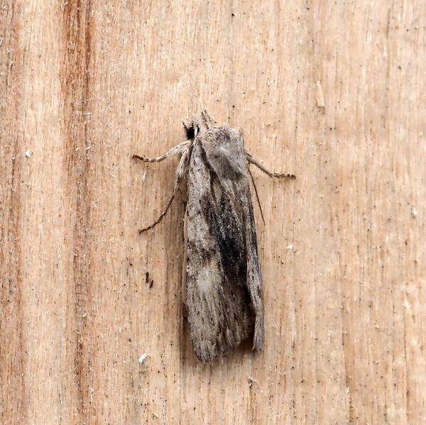 prima lampadata di questo anno - 29. - 30.04.