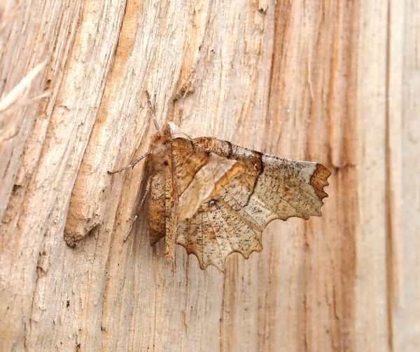 prima lampadata di questo anno - 29. - 30.04.