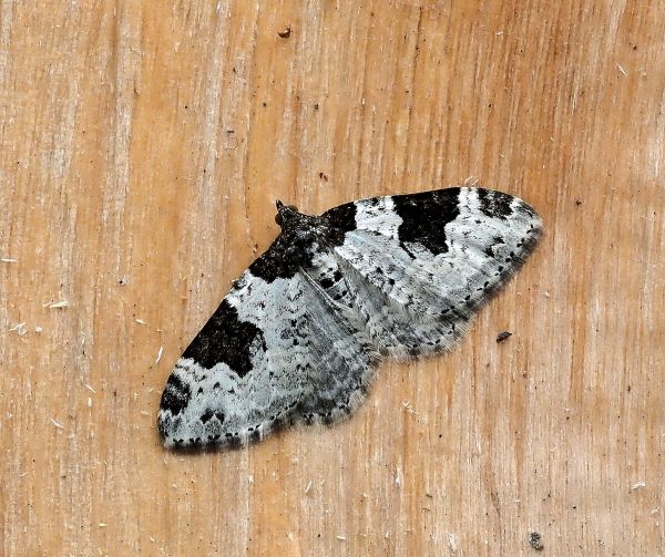 prima lampadata di questo anno - 29. - 30.04.