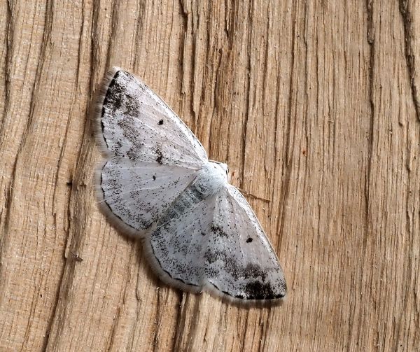 prima lampadata di questo anno - 29. - 30.04.