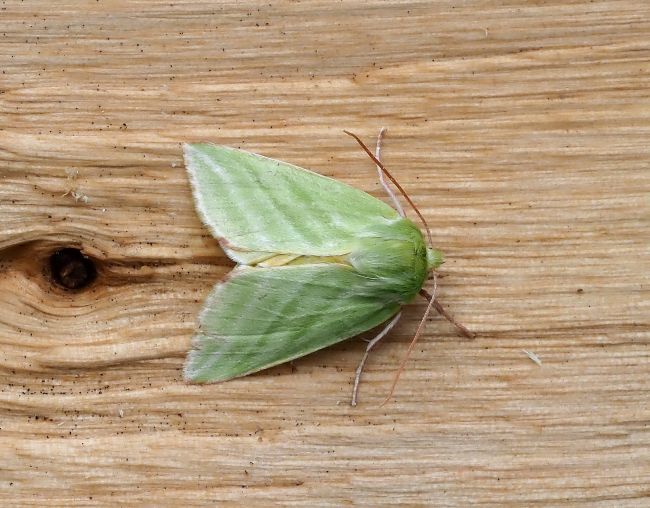 prima lampadata di questo anno - 29. - 30.04.