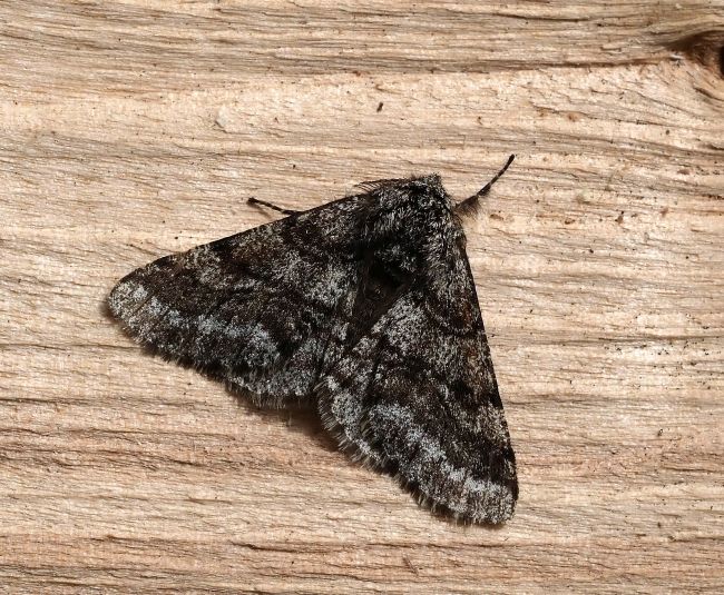 prima lampadata di questo anno - 29. - 30.04.