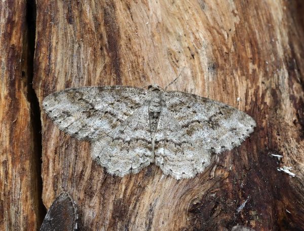 prima lampadata di questo anno - 29. - 30.04.