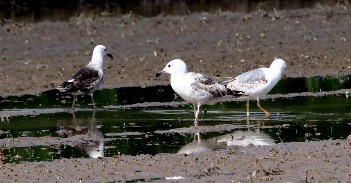 Zafferano o Mugnaiaccio ?