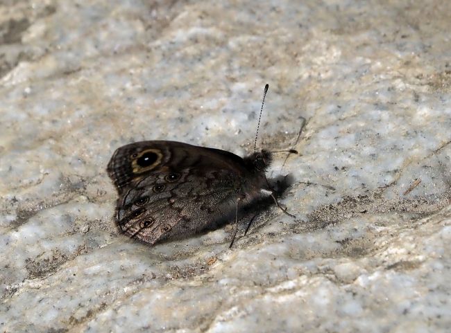 Lasiommata petropolitana?