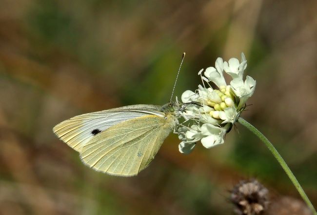 Pieris rapae o P. mannii?