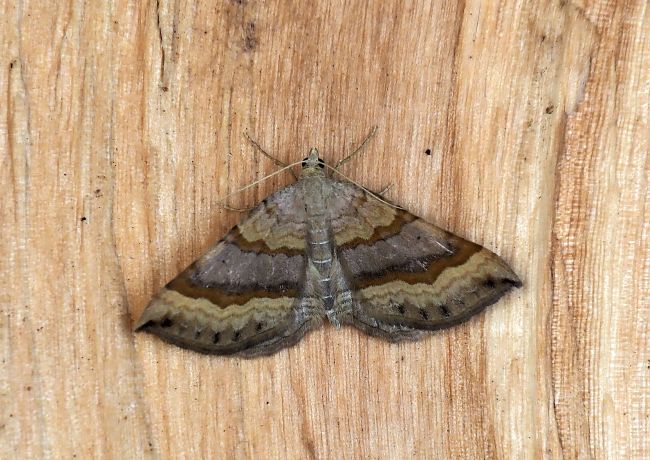 Scotopteryx chenopodiata?