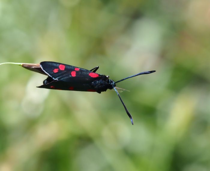 Zygaena filipendulae?