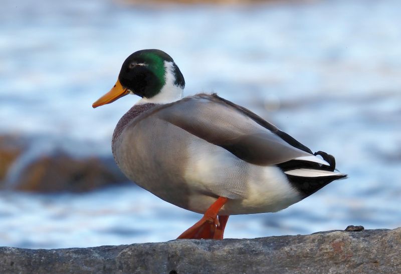 Germano reale maschio?