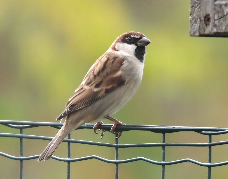 Passero - facile da dire ma....