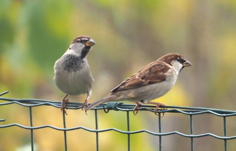 Passero - facile da dire ma....