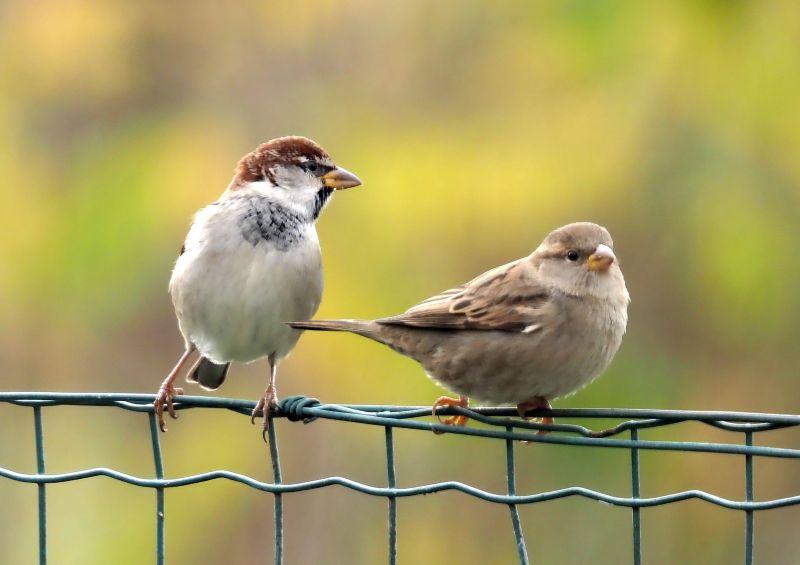 Passero - facile da dire ma....