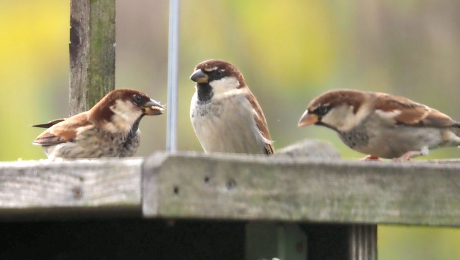 Passero - facile da dire ma....