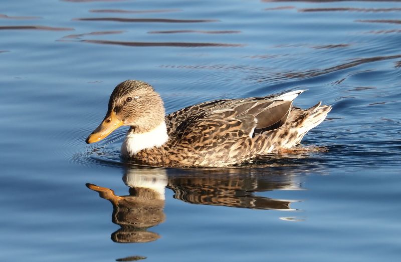 Germano reale femmina (?)