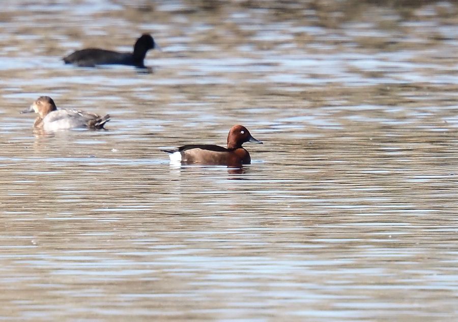 Aiuto id., forse Moretta tabacata?