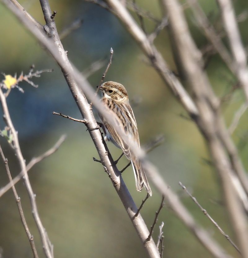 Migliarino di palude?