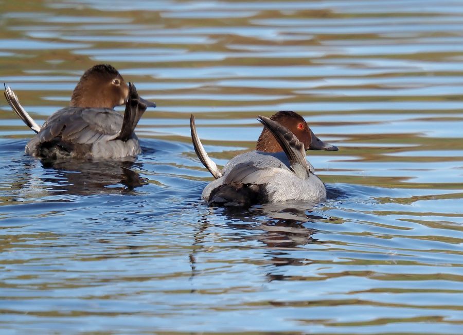 Aiuto id., forse Moriglione ?
