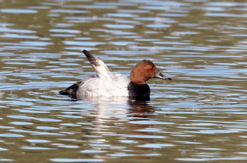 Aiuto id., forse Moriglione ?