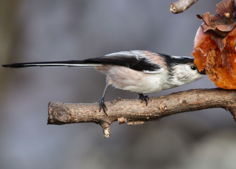 A chi piaciono i cachi....