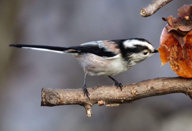 A chi piaciono i cachi....