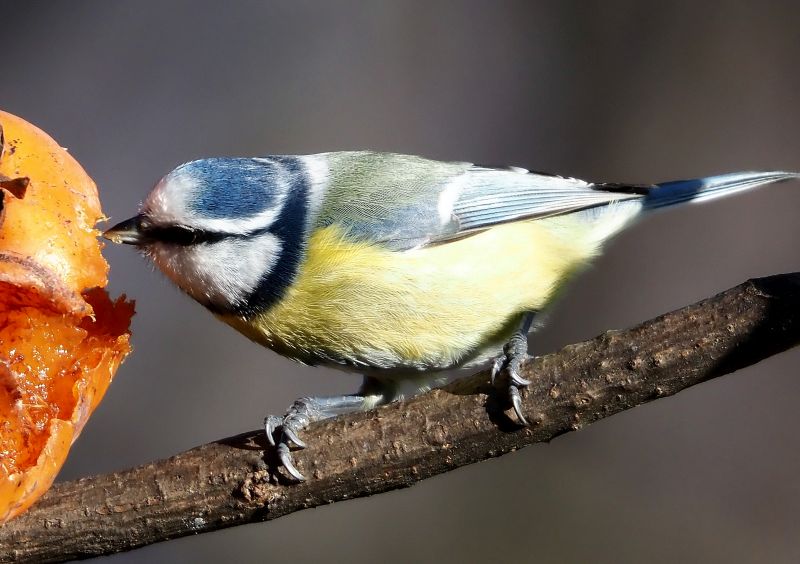 A chi piaciono i cachi....