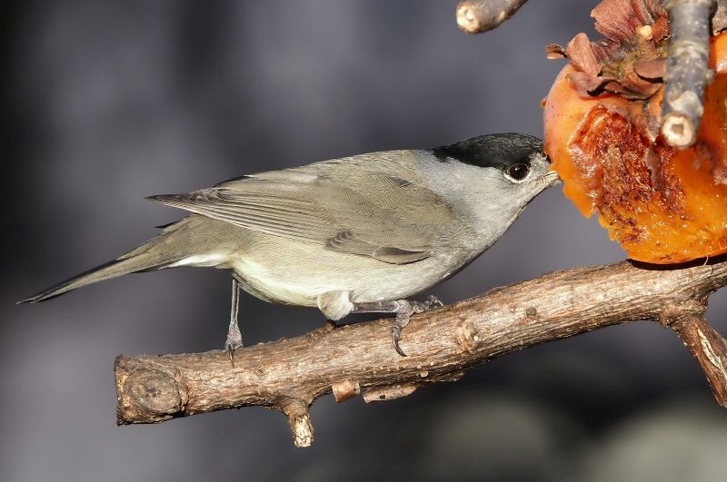 A chi piaciono i cachi....