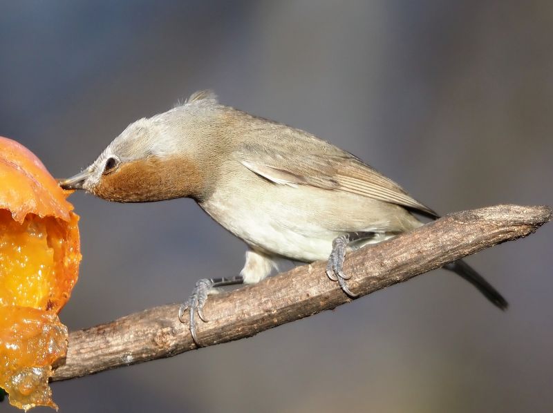 A chi piaciono i cachi....