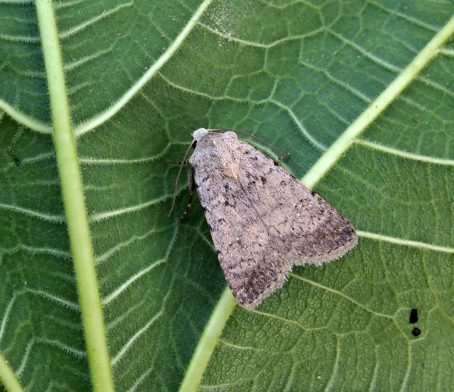 Caradrina clavipalpis (?)