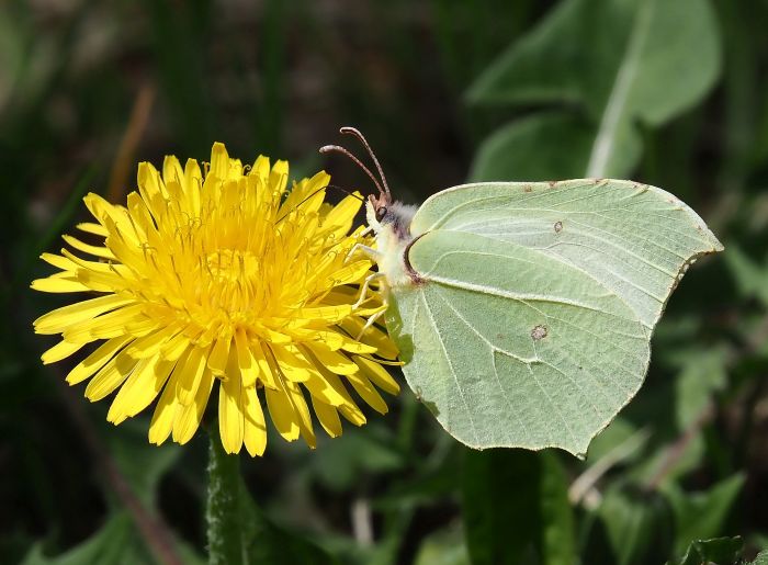 Gonepteryx farinosa ?