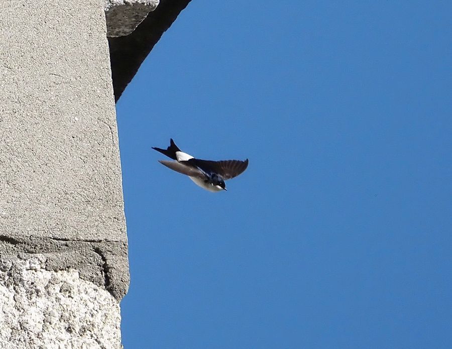Balestruccio ?
