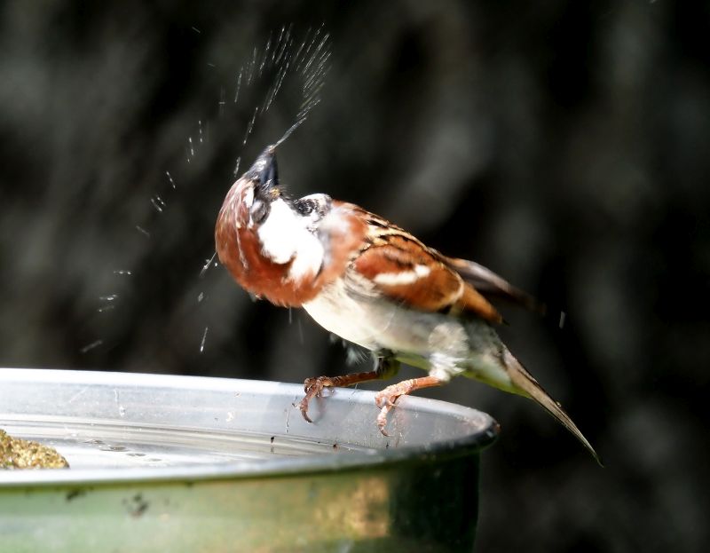 Appostamento all'' acqua
