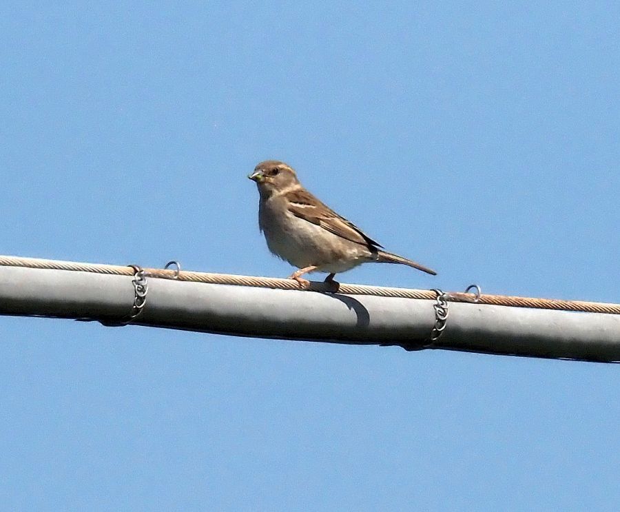 Passera lagia (credo)