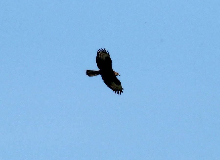 Aquila?