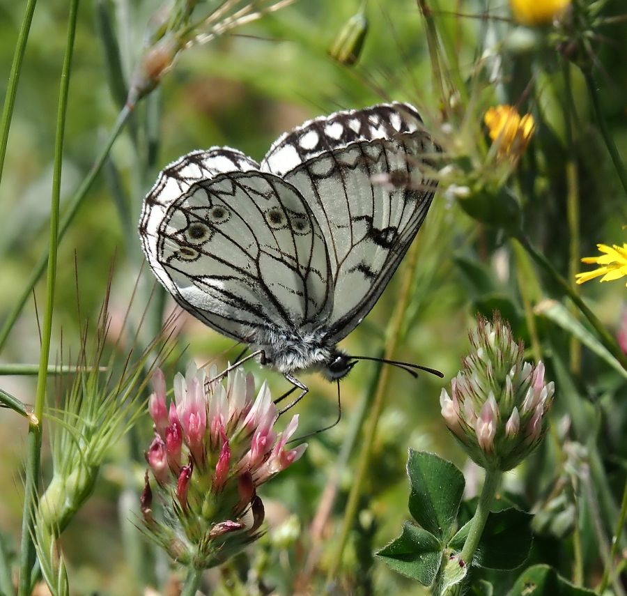 Melanargia arge