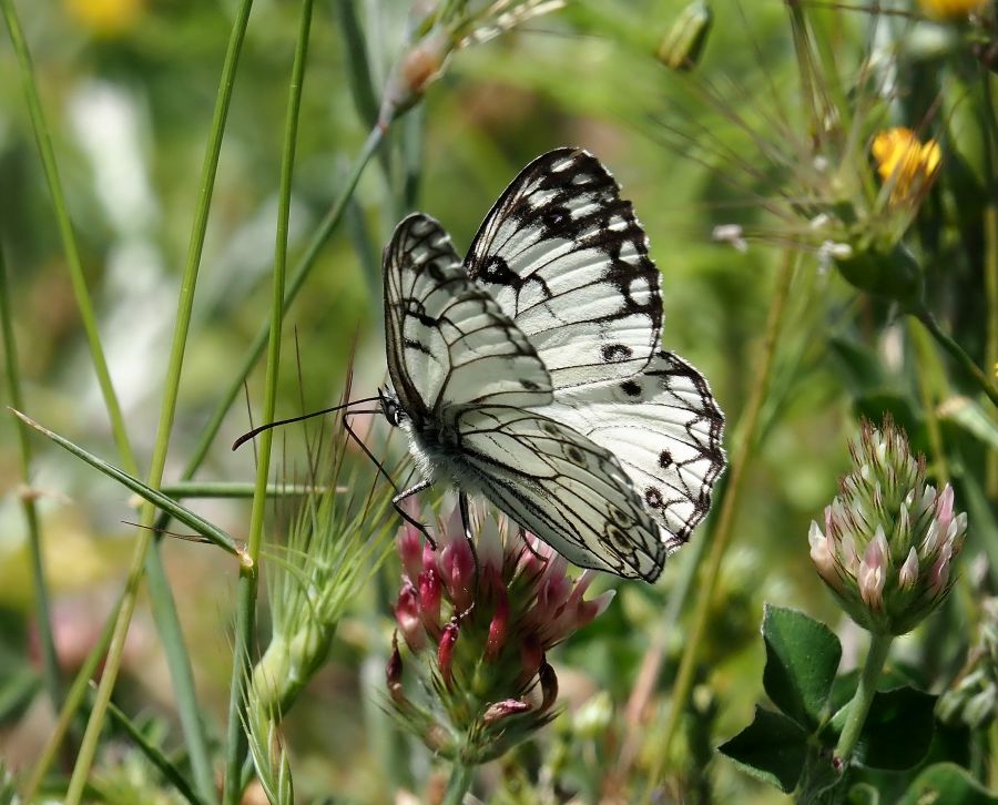 Melanargia arge