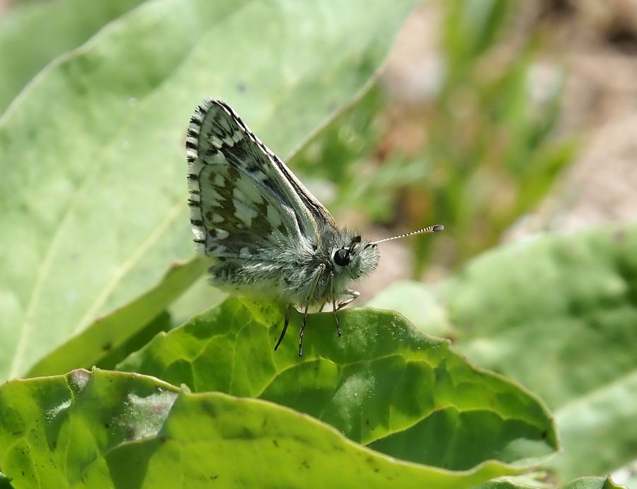 aiuto id. Pyrgus
