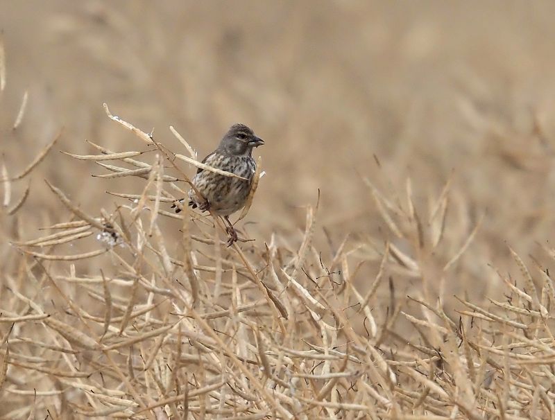 aiuto id., ladri nel campo di colza