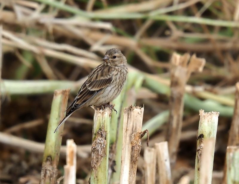 aiuto id., ladri nel campo di colza