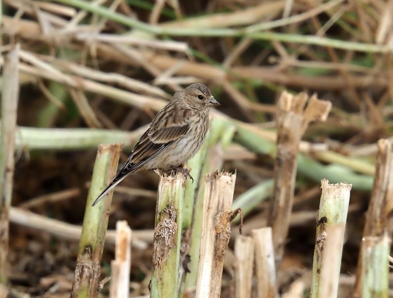 aiuto id., ladri nel campo di colza
