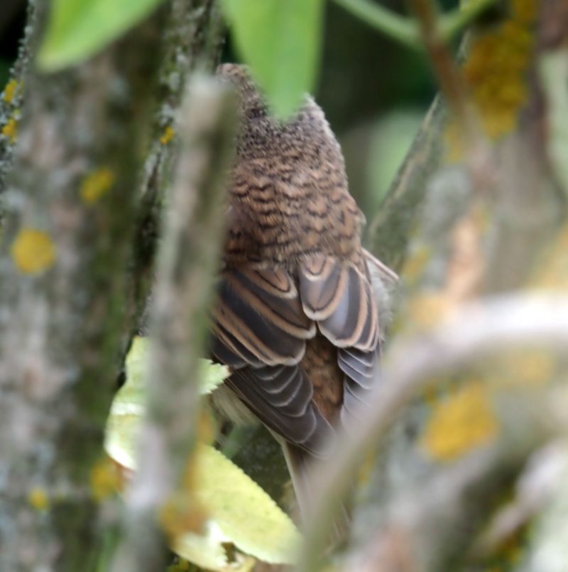 indovinello