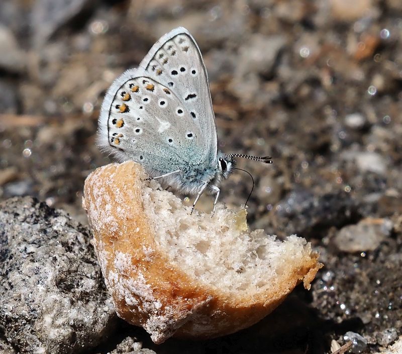 Polyommatus eros ?
