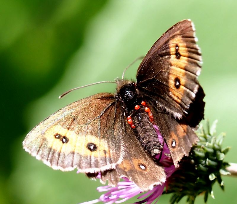 Erebia parasitata